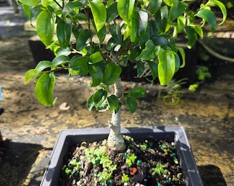 Ficus Bonsai Tree for Beginners (8-10 inch)
