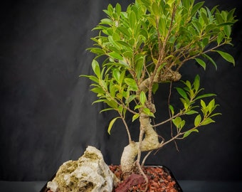 Lousbonsai.com Large Ficus Retusa bonsai tree in 12 inch pot INDOORS PLEASE You get this one