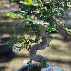 CHINESE elmBonsai Tree: 8-10 Inch Pot,