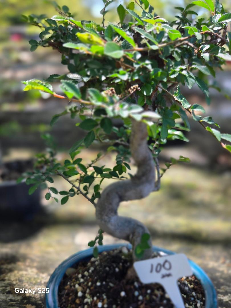 Blue Bell Bonsai Baum: 8-10-Zoll-Topf, blaue Blumen - Etsy.de