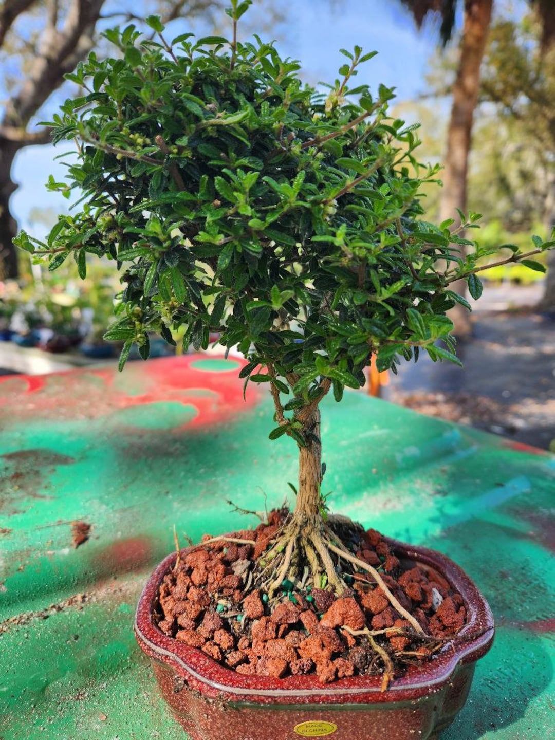 Lousbonsai.com Indoor Dwarf Bahama Berry Bonsai Tree That Flowers White All  Over - Etsy