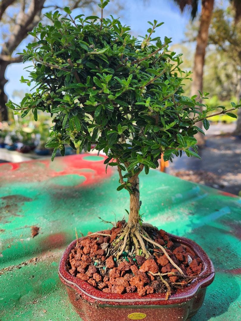 Lousbonsai.com Indoor Dwarf Bahama Berry Bonsai Tree That Flowers White All  Over - Etsy