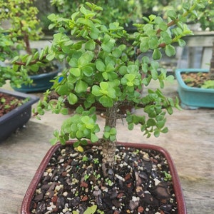 May include: A small green succulent plant in a red square bonsai pot. The plant has many small, round leaves and a thick trunk. The pot is filled with brown soil and small rocks.