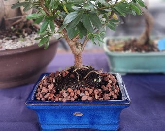Lousbonsai powderpuff bonsai tree that blooms white/pink a few times a year.Dwarf small leaf. Rare. Wait till it blooms