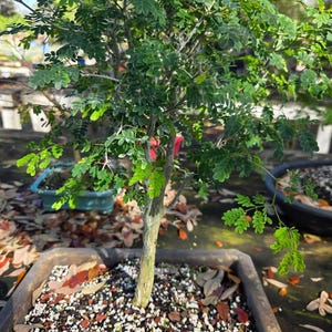 Lousbonsai.com Brazilian raintree bonsai in 10 inch pot.  All are full of branching.