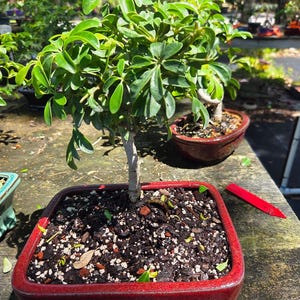 Trained Umbrella Bonsai Tree in Curved Pot - Beginner Friendly