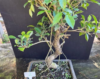 40 Year Old Ficus Bonsai Tree: Easy Care Indoor Plant - Etsy.de