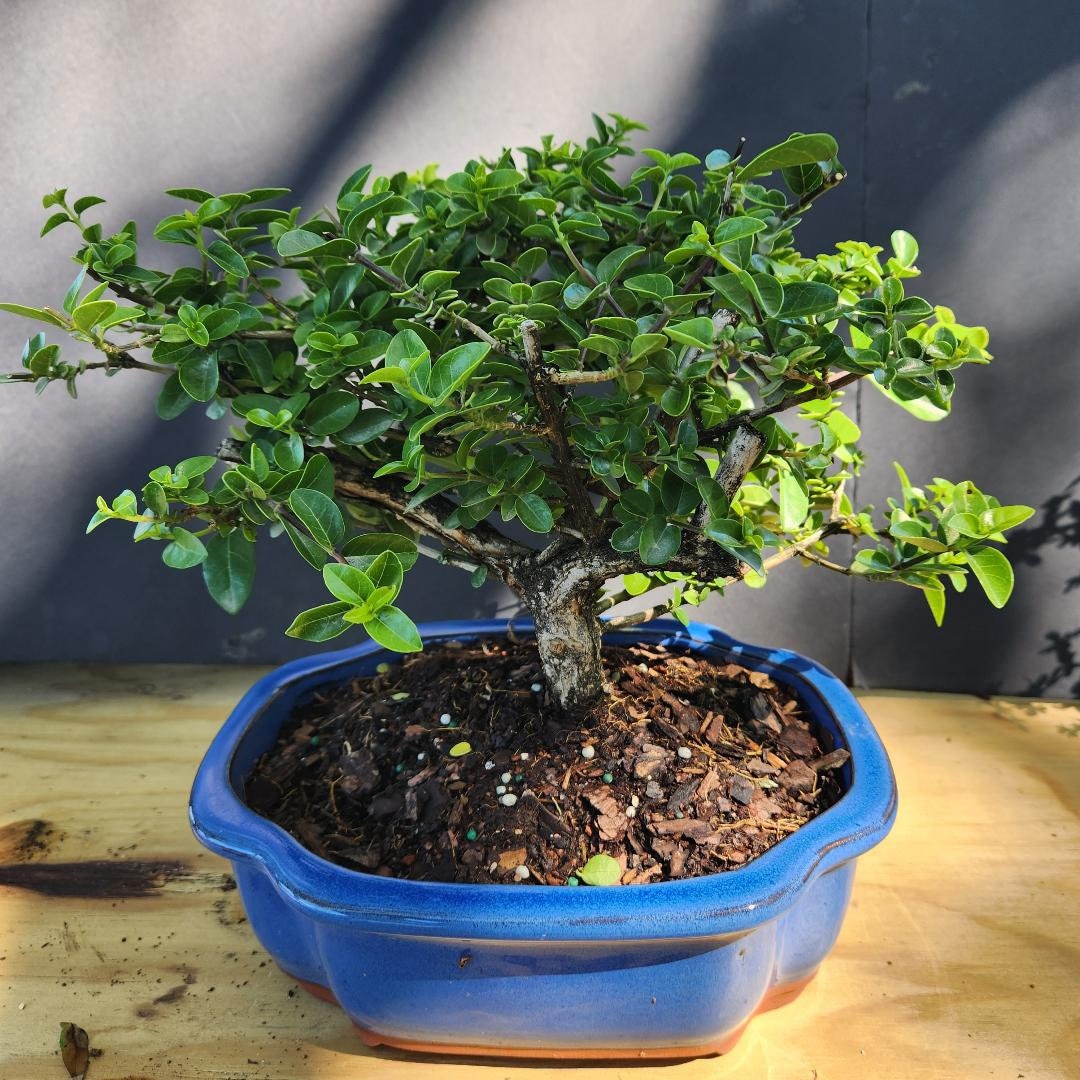 Premna Bonsai Tree: Easy Indoor Growing (10 Inch Pot) - Etsy