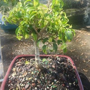 Lousbonsai Ficus benjamin too little. Free shipping