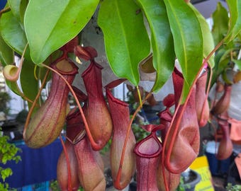 Plante carnivore d'alata. Mange des nez, des mouches, des mouches, des insectes volants, des mouches des fruits