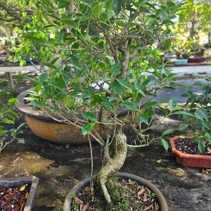 25yr old Ficus Retusa styled imported bonsai tree. Great for indoors Basic care