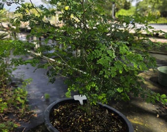 Fukien Tea Bonsai Tree: S-shaped Indoor Garden - Etsy