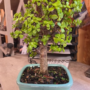 May include: A small bonsai tree with bright green leaves and a brown trunk. The tree is planted in a light blue rectangular ceramic pot. The pot sits on a light brown wooden surface.
