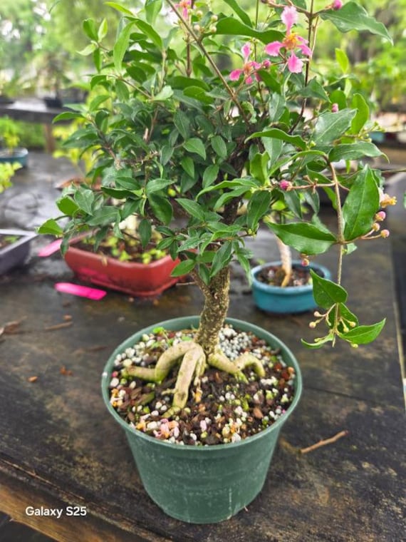 Dwarf Weeping Cherry Bonsai Tree: Edible Fruit & Flowers