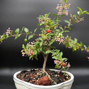 Dwarf mini weeping cherry bonsai tree that flowers 3x a year and fruits 3x a year. Yes you can eat them.  Color of pot may vary