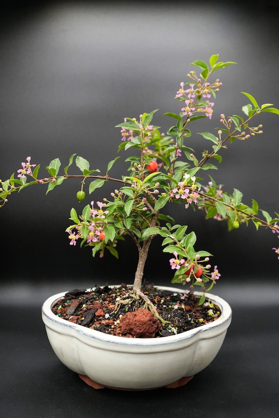 Dwarf mini weeping cherry bonsai tree that flowers 3x a year and fruits 3x a year. Yes you can eat them.  Color of pot may vary  READ BELOW