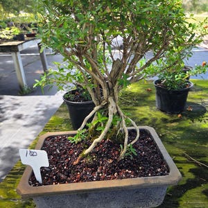 May include: A bonsai tree with exposed light-colored roots planted in a rectangular dark gray ceramic pot. The tree has a dense canopy of small green leaves and thin branches. A white plastic plant marker with the handwritten text 100 is present.