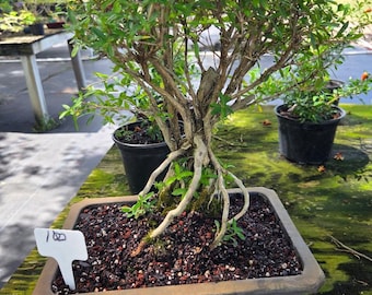 Árbol bonsái Lousbonsai MOUNT FUJI Serissa de flores blancas. Estilo: envío GRATIS. Precio anterior: 125, ahora 100.