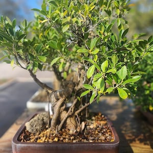 Lousbonsai.com Large Ficus Retusa bonsai tree in a quality 35yr Bonsai tree indoors.
