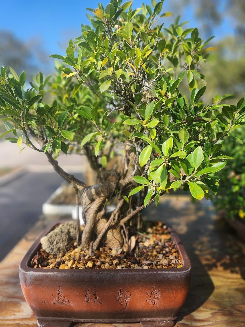 Large Ficus Retusa Bonsai Tree: 15yr Indoor Beginner Plant - Etsy