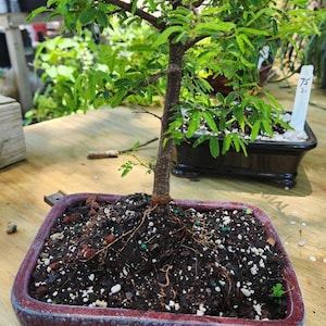 Lousbonsai powderpuff bonsai tree that blooms white/pink a few times a year. Shade outdoors or near window indoors