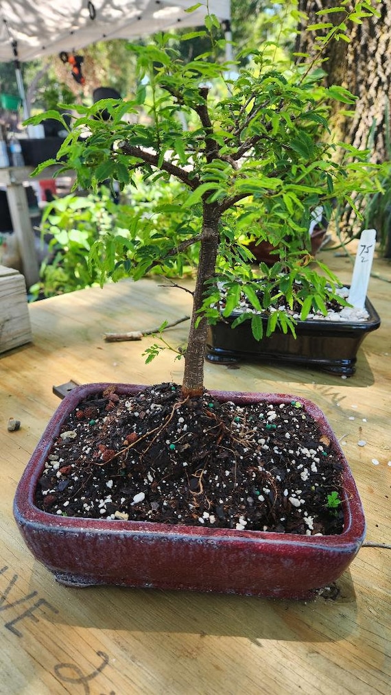 Powderpuff Bonsai Tree: Pink & White Blooms, 8-inch Pot - Etsy