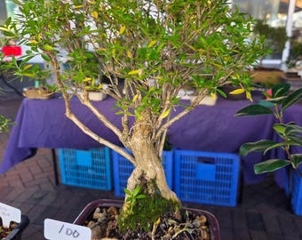 White Flowering Serissa Bonsai Tree: Mount Fuji Thousand Stars Indoor Plant
