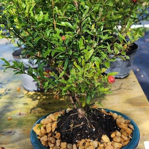 Lousbonsai.com Dwarf Pomegranate bonsai tree.  Will flower as shown and fruit. Indoors