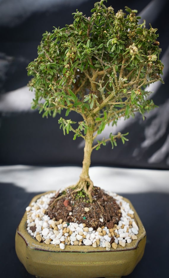 Lousbonsai.com Indoor Dwarf Bahama Berry Bonsai Tree That Flowers White All  Over - Etsy