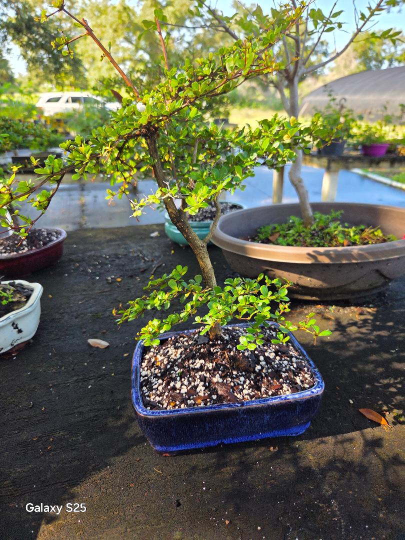 Dwarf Black Olive Bonsai Tree: White Flowers, 16" Tall - Lousbonsai -  Etsy.de