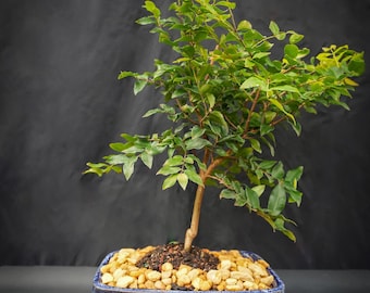 Lousbonsai.com Jaboticaba Bonsai tree that flowers.  8 inch pot and indoors please
