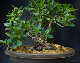 Green Island Ficus Bonsai Tree - 11 Year Old Beginner Tree