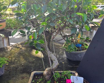 40 Year Old Ficus Bonsai Tree: Easy Care Indoor Plant - Etsy