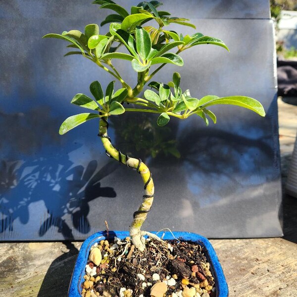 Lousbonsai.com trained Umbrella tree in 6inch pot. Real beginner, low light, low care