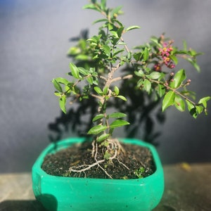 May include: A small bonsai tree with green leaves and pink flowers in a green ceramic pot. The tree is rooted in dark brown soil.