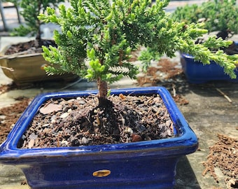 Traditional juniper bonsai tree in 6inch bonsai pot