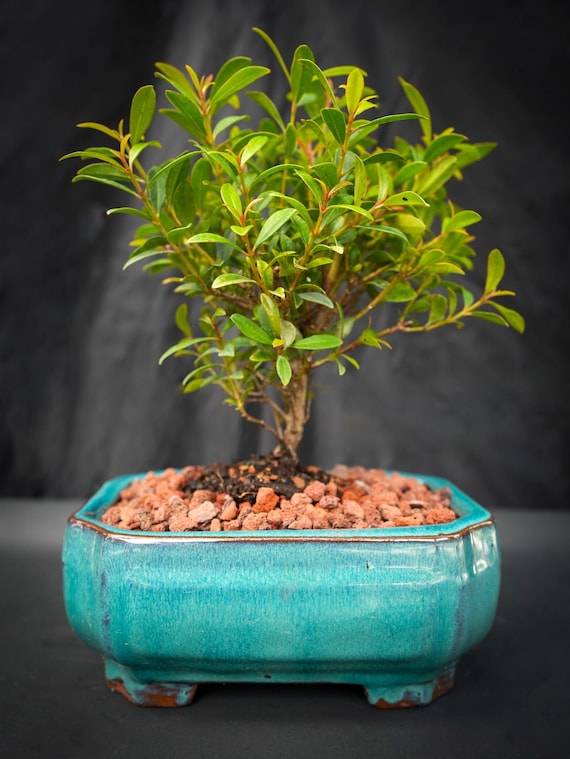 Lousbonsai.com Brush Cherry bonsai tree for indoors. Another beginner tree  in 6inch pot