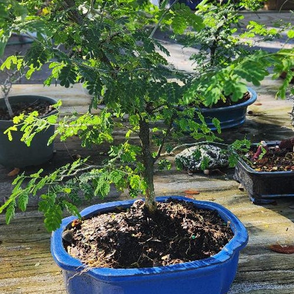 Lousbonsai.com  Amazing indoor Brazilian raintree bonsai for beginners EASY