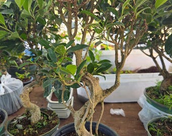 Imported Ficus Retusa Bonsai Tree 15 Year Old Indoor Plant banyan tree