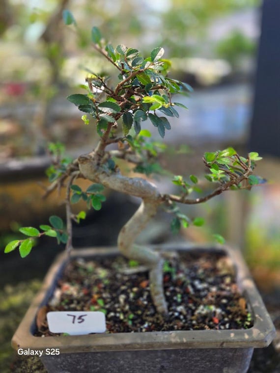 Chinesische Ulme Bonsai-Baum: 10 Jahre alter, 8-Zoll-Topf - Etsy sterreich