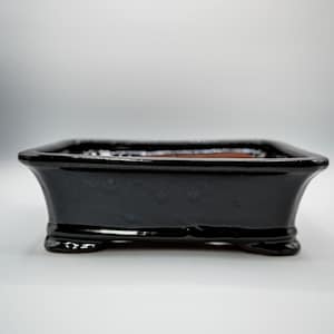 May include: A black square bonsai pot with a glossy finish and three raised feet. The pot has a subtle blue glaze.