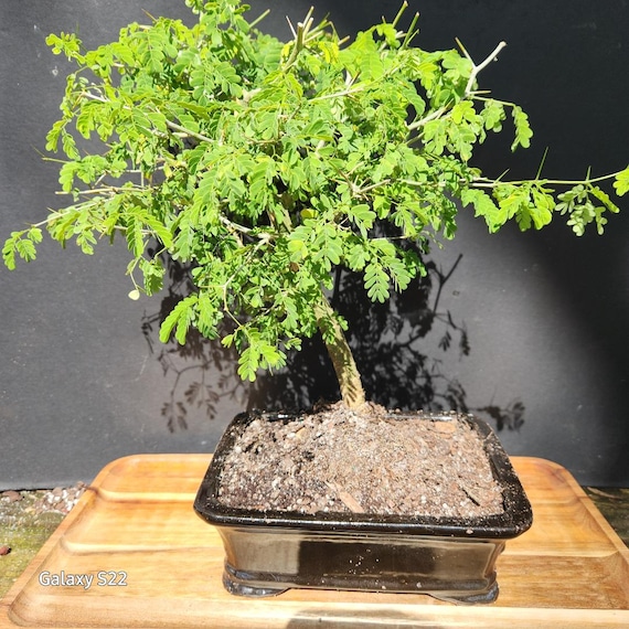 Brasilianischer Regenbaum Bonsai - 10 Jahre alt - Etsy Schweiz