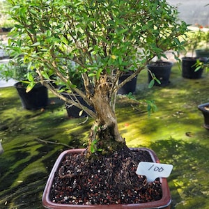May include: A bonsai tree with a thick, textured brown trunk and dense green foliage planted in a square, dark red ceramic pot. The soil is dark with small reddish pebbles, and a white plastic plant marker with the handwritten number 100 is inserted.