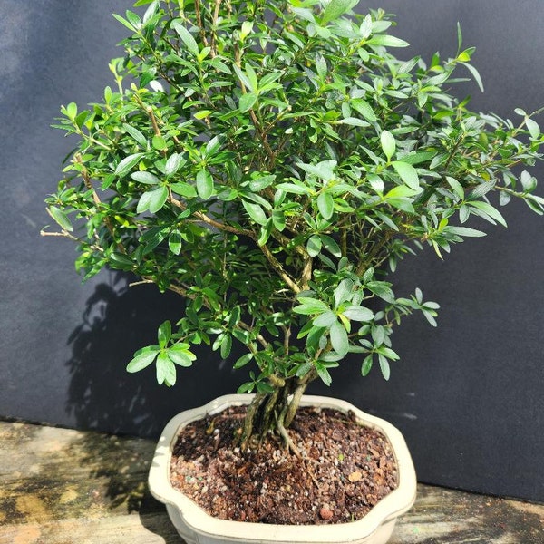 Lousbonsai one of a kind White Flowering Serissa bonsai tree. Styled INDOORS