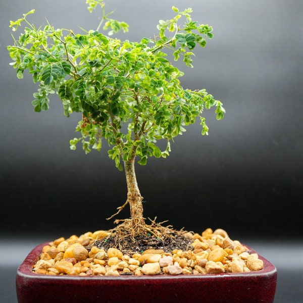 Dwarf Brazilian Raintree in 6inch bonsai pot.  True bonsai indoor tree