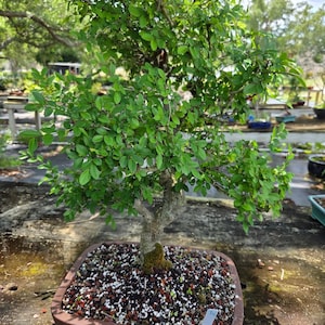 Imported Chinese Elm in SPECIAL Unglazed   12 inch pot  This is the tree you will receive