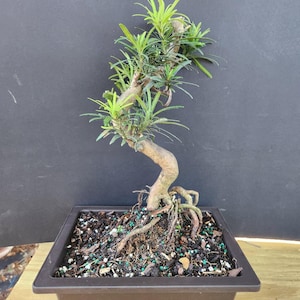 Podicarpus dwarf bonsai tree styled like an import. rare beginner tree