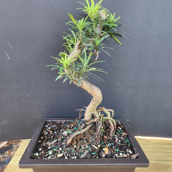 Podicarpus dwarf bonsai tree styled like an import. rare beginner tree