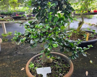 Fukien Tea Bonsai Tree: S-shaped Indoor Garden - Etsy