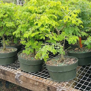 Brazilian Raintree pre bonsai. Just needs a 10 inch pot.  Save money Sale